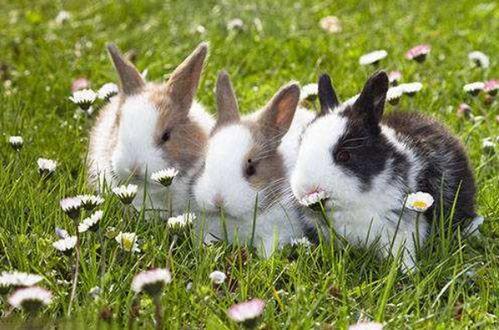 美国兔子人爆料视频,惊人内幕曝光  第2张