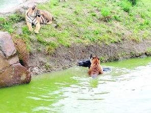 海南动物园爆料案件最新